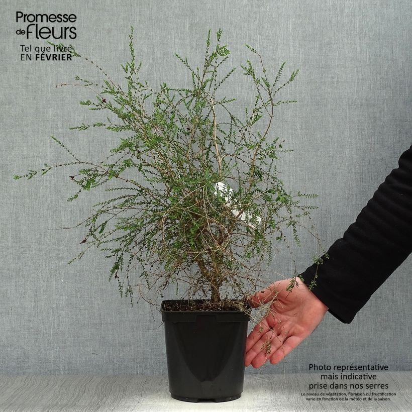 Melaleuca squamea - cajeputier squameux Pot de 3L/4L esemplare consegnato in inverno