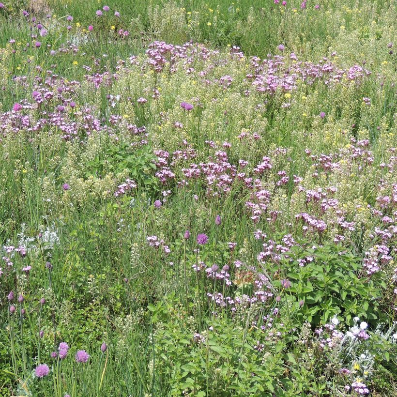 Mischia di fiori perenni tappezzanti, per terreni secchi e superficiali (Porto)