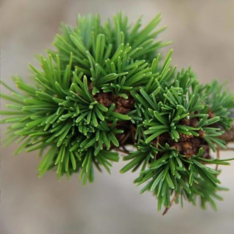 Larix decidua Krejci (Fogliame)