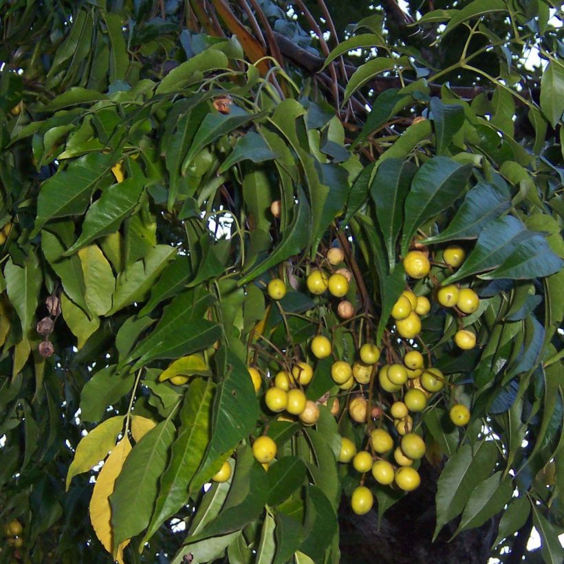 Melia azedarach - Albero da rosari (Fogliame)