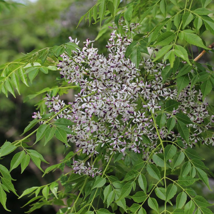 Melia azedarach - Albero da rosari (Fioritura)