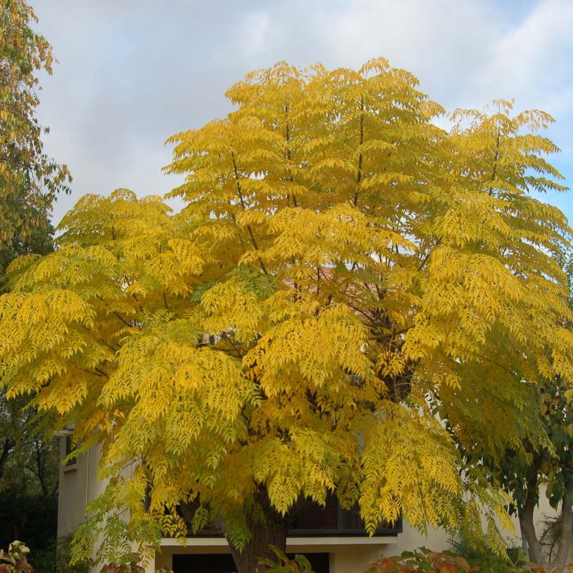 Melia azedarach - Albero da rosari (Porto)