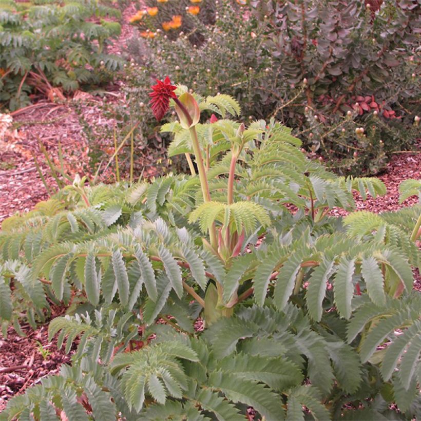 Melianthus major - Melianto maggiore (Porto)