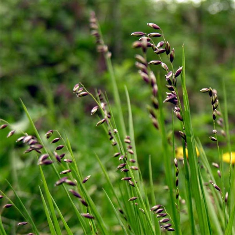 Melica nutans - Melica delle faggete (Fioritura)