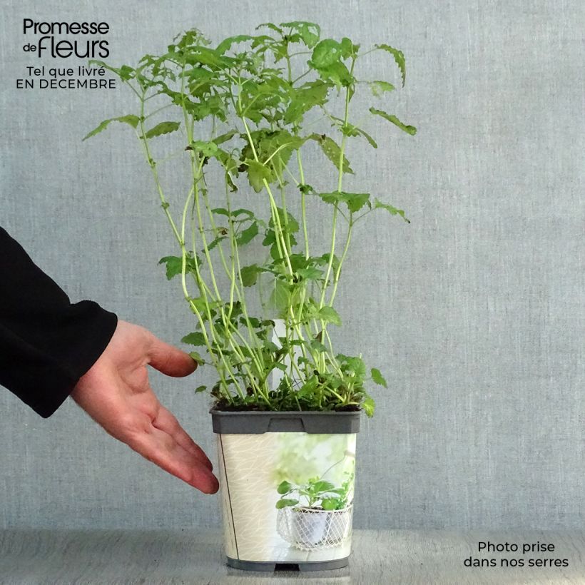 Mélisse citronnelle en plant BIO Pot de 1L./1,5L. esemplare consegnato in inverno