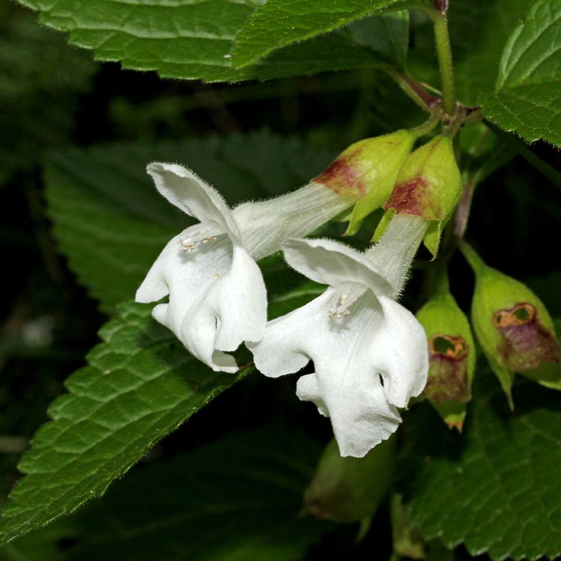 Melittis melissophyllum Alba (Fioritura)