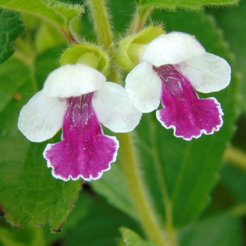 Melittis melissophyllum Royal Velvet (Fioritura)