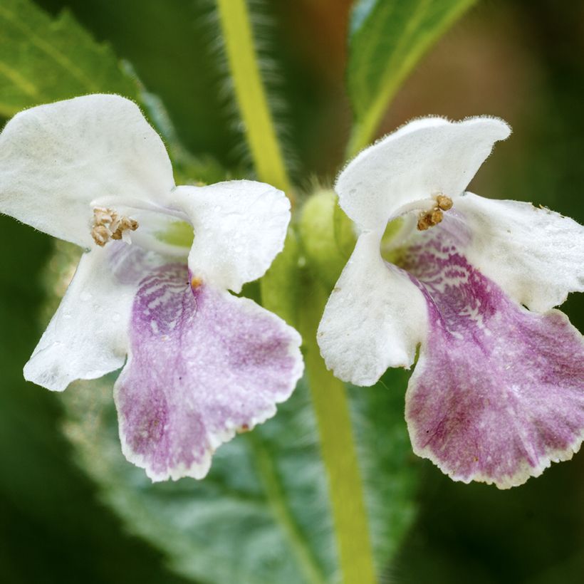 Melittis melissophyllum - Erba limona comune (Fioritura)