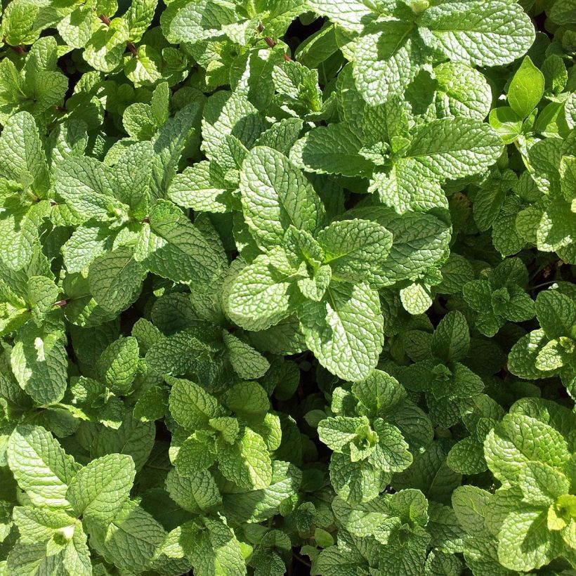 Mentha hemingwayensis Mojito - Menta (Fogliame)