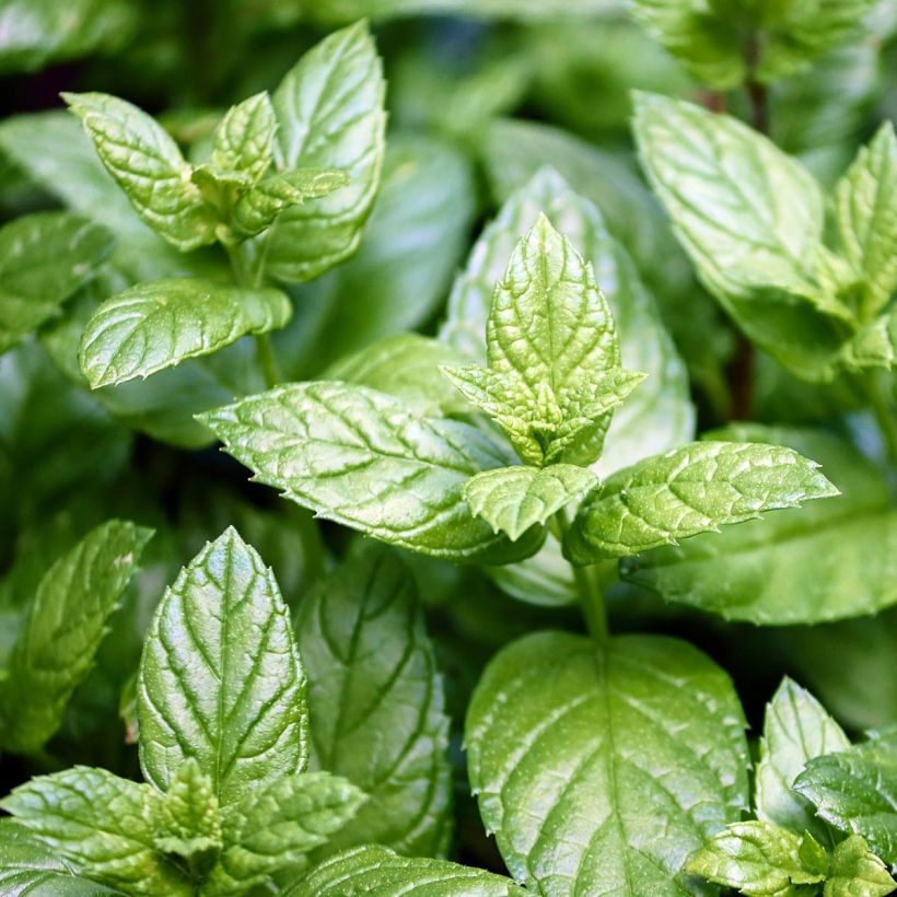 Mentha piperita Citaro - Menta piperita (Fogliame)