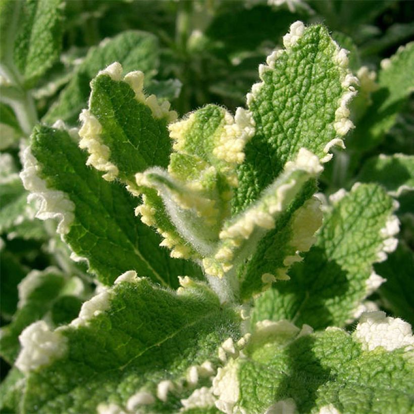 Mentha suaveolens Variegata - Menta a foglie rotonde (Fogliame)