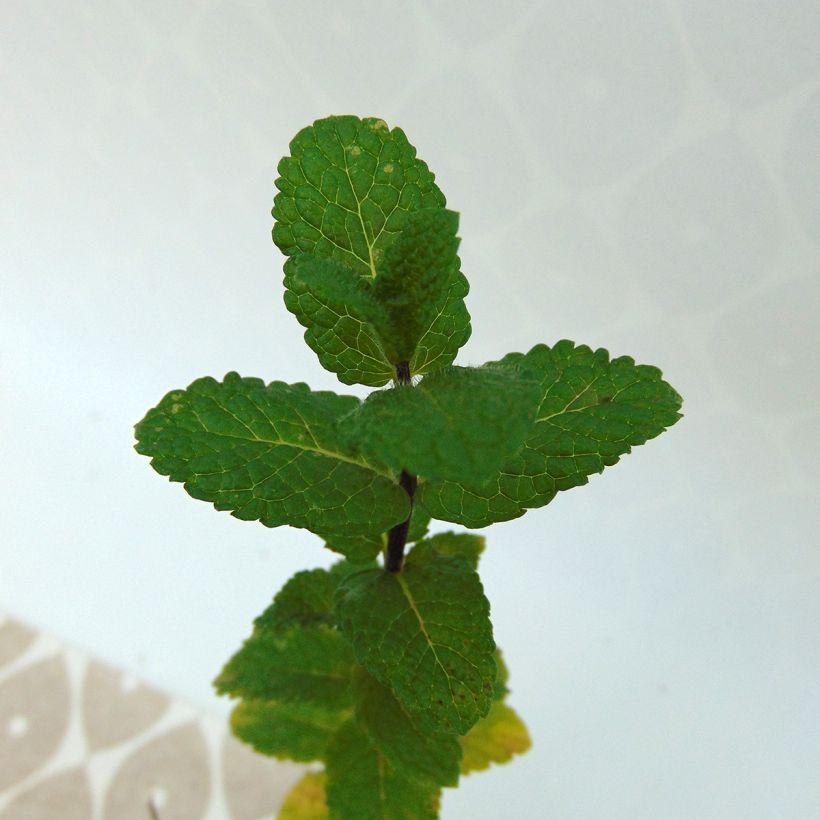 Mentha Algerienne Bio - Menta algerina (Fogliame)