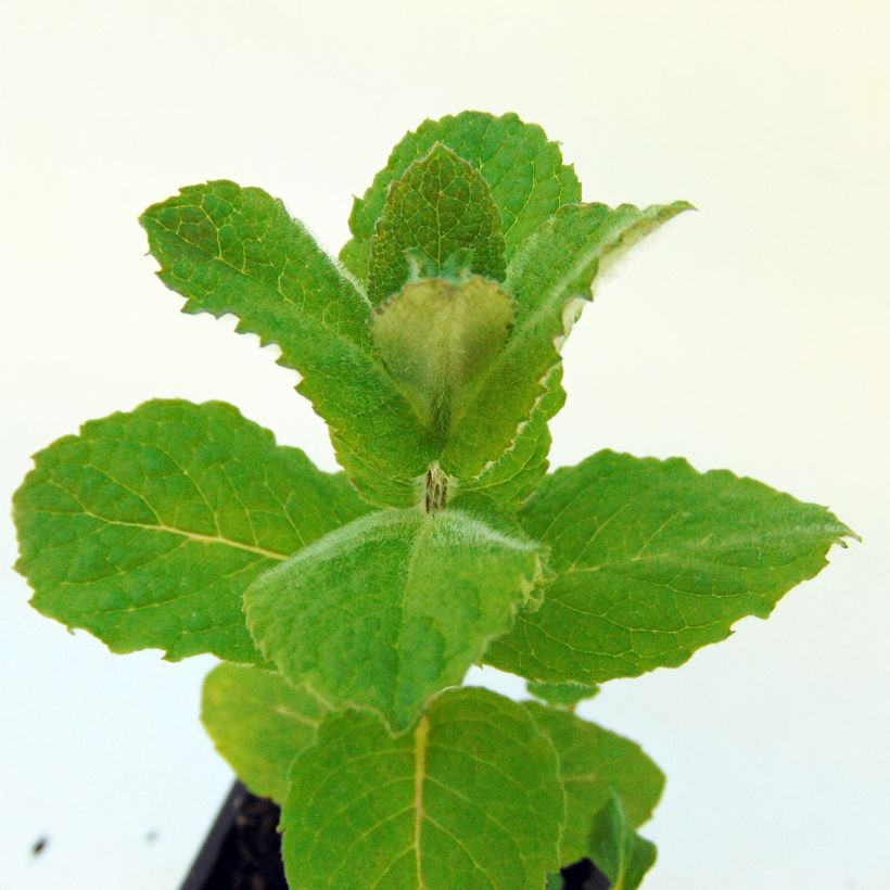 Mentha piperata officinalis Alba Bio - Menta piperita (Fogliame)