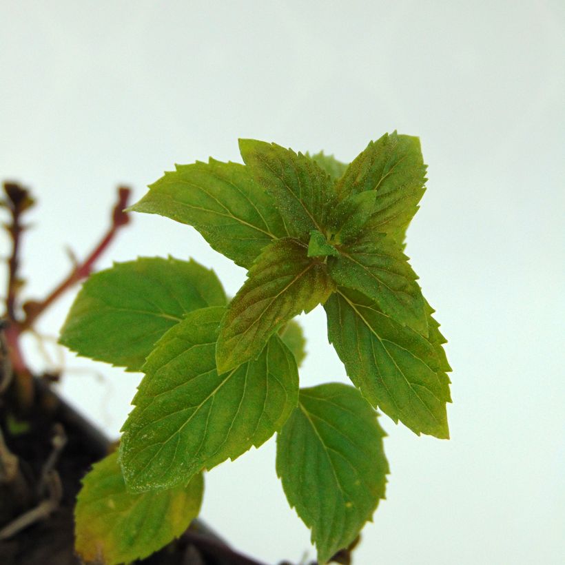 Mentha citrata Eau de Cologne Bio - Menta bergamotto (Fogliame)