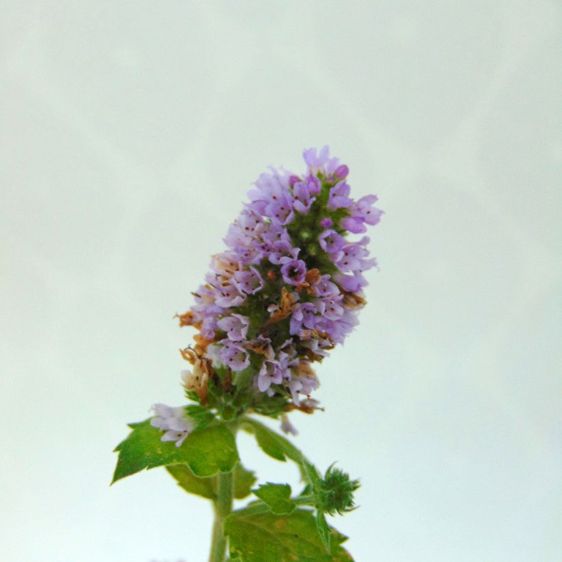 Mentha citrata Eau de Cologne Bio - Menta bergamotto (Fioritura)