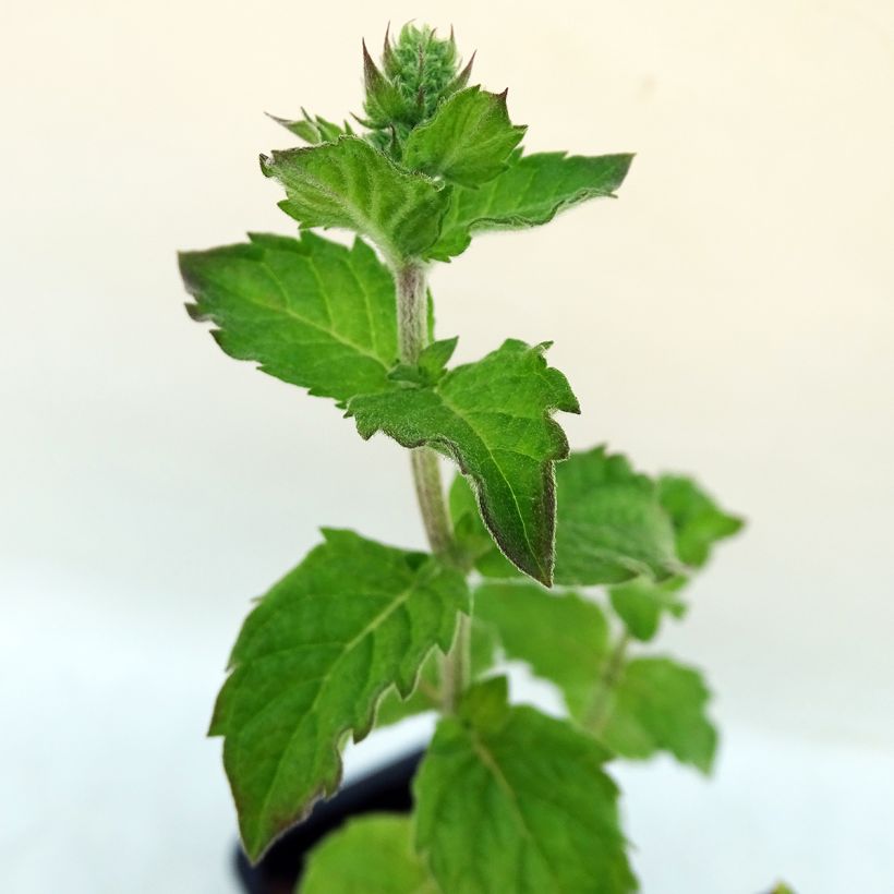 Mentha citrata Grapefruit Bio - Menta bergamotto (Fogliame)