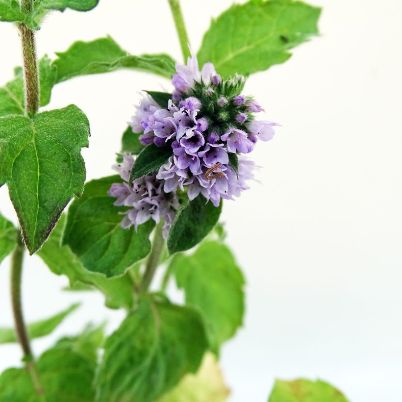 Mentha citrata Grapefruit Bio - Menta bergamotto (Fioritura)