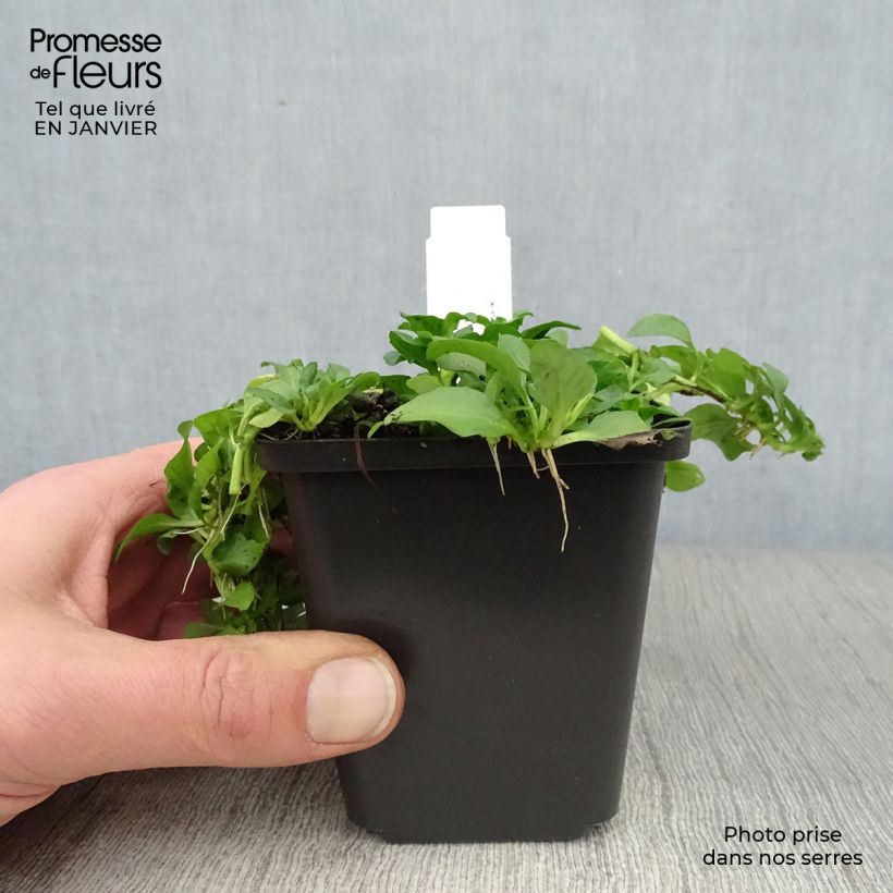 Menthe Pouliot - Mentha pulegium Godet de 8 cm esemplare consegnato in inverno