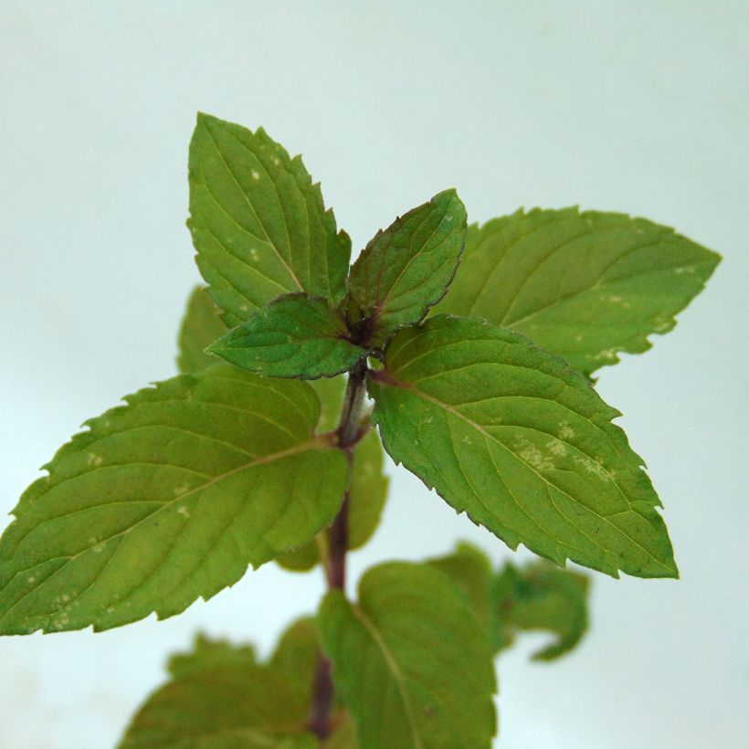 Mentha piperita Réglisse Bio - Menta piperita (Fogliame)