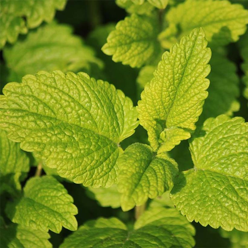 Mentha Tunisino Bio (Fogliame)