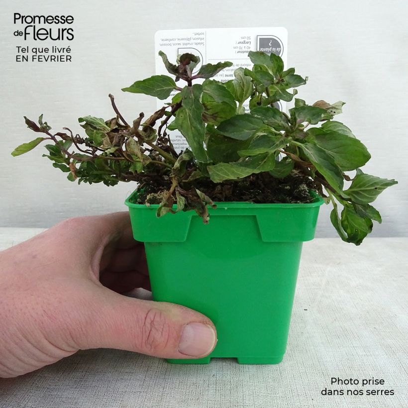 Menthe anglaise ou poivrée Citaro - Mentha piperata en plant Pot de 10 cm/11cm esemplare consegnato in inverno