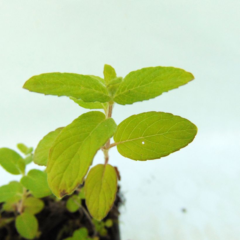 Mentha aquatica - Menta d'acqua (Fogliame)