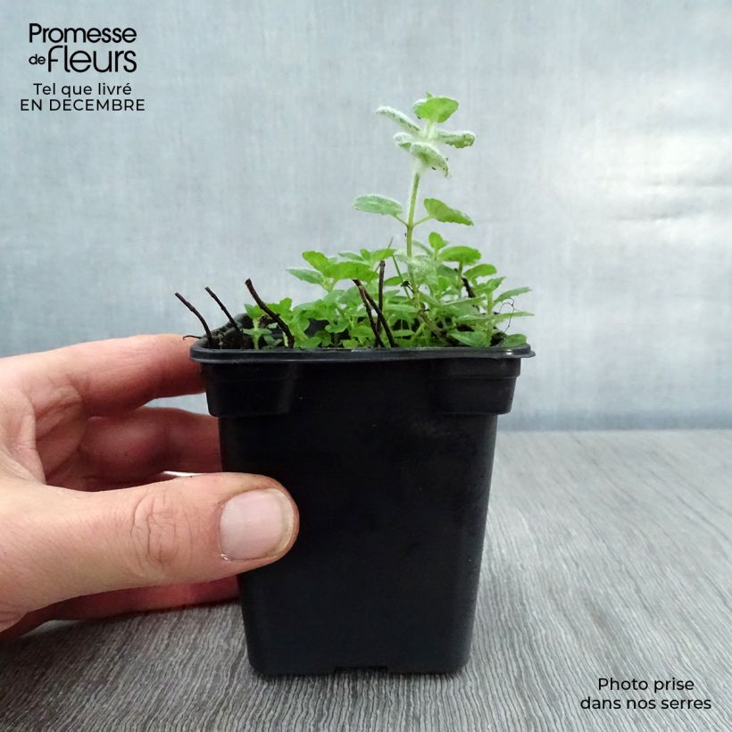 Menthe aquatique - Mentha aquatica Godet de 8 cm esemplare consegnato in inverno