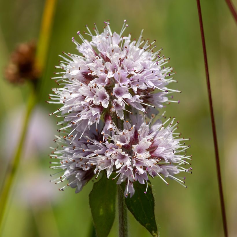 Mentha aquatica - Menta d'acqua (Fioritura)