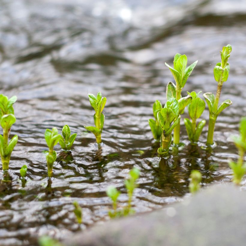 Mentha aquatica - Menta d'acqua (Porto)