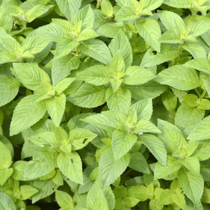 Mentha arvensis Banana - Menta campestre (Fogliame)