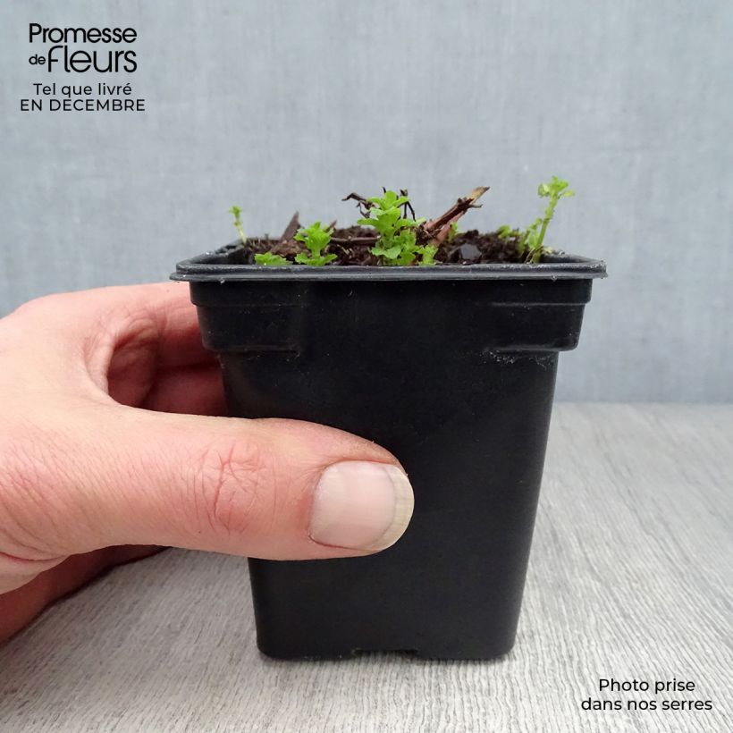 Menthe marocaine - Mentha spicata Nannah Godet de 7/8 cm esemplare consegnato in inverno