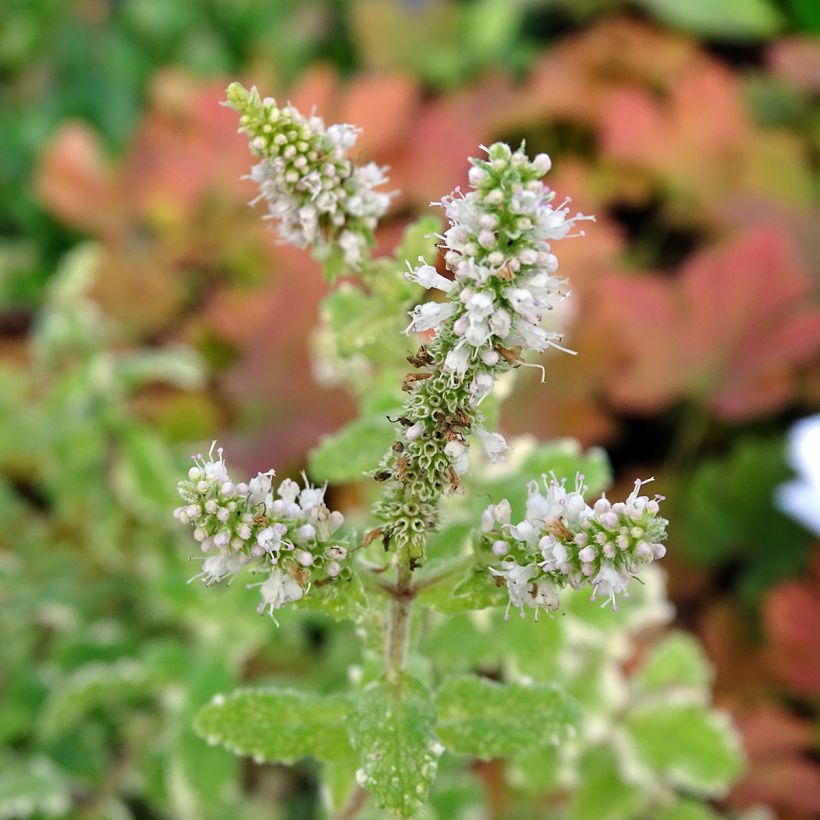 Mentha suaveolens Variegata - Menta a foglie rotonde (Fioritura)