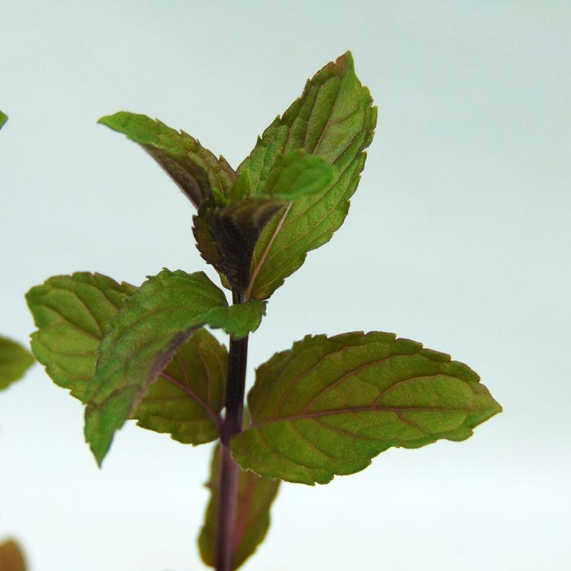 Mentha piperita - Menta piperita (Fogliame)