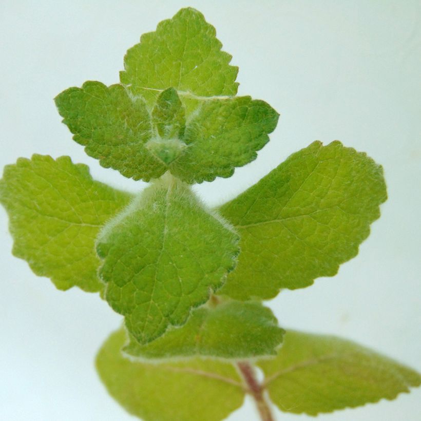 Mentha suaveolens Bio - Menta a foglie rotonde (Fogliame)