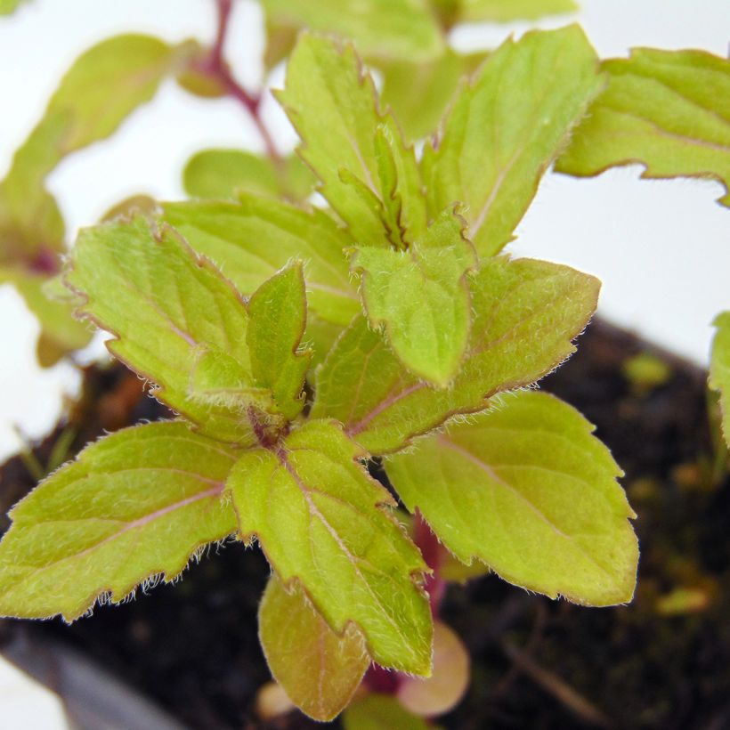 Mentha piperita Swiss - Menta piperita (Fogliame)