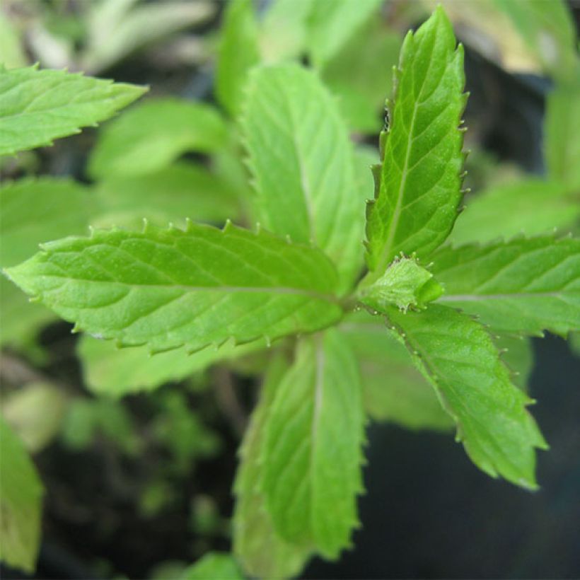 Mentha suriso Bio - Menta (Fogliame)