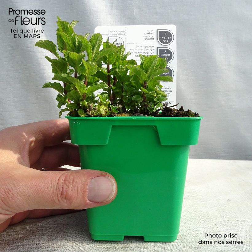 Menthe verte Hollywood - Mentha spicata Pot de 10 cm/11cm esemplare consegnato in inverno