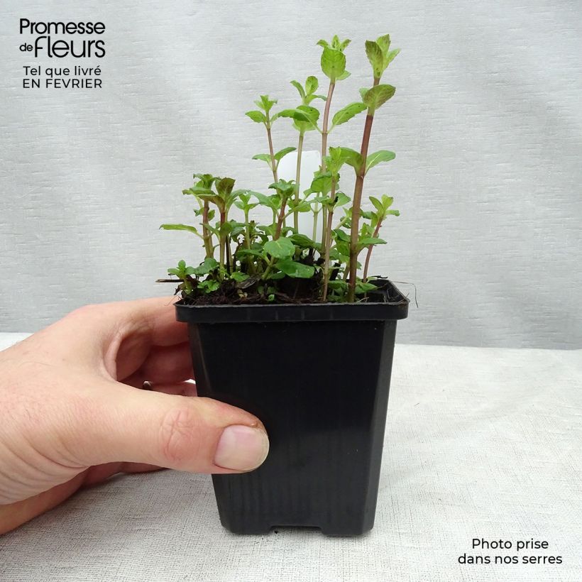 Menthe verte - Mentha spicata Godet de 8 cm esemplare consegnato in inverno