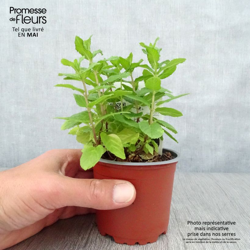 Menthe verte - Mentha spicata en plant BIO Pot de 10/11cm esemplare consegnato in primavera