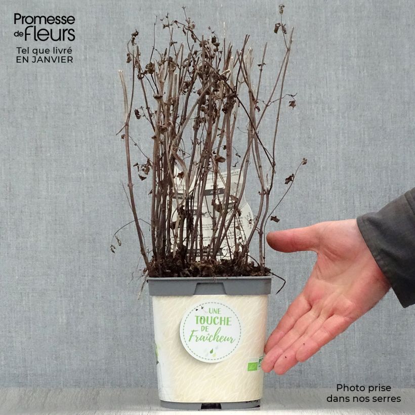 Menthe verte - Mentha spicata en plant BIO Pot de 2L/3L esemplare consegnato in inverno