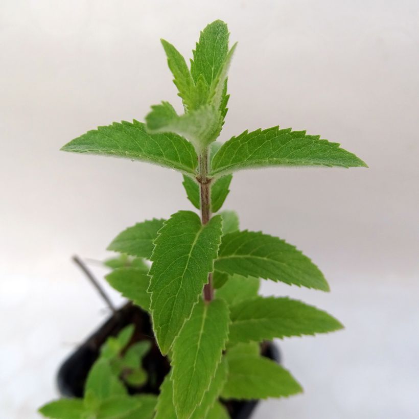 Mentha smithiana rubra Bio - Menta (Fogliame)