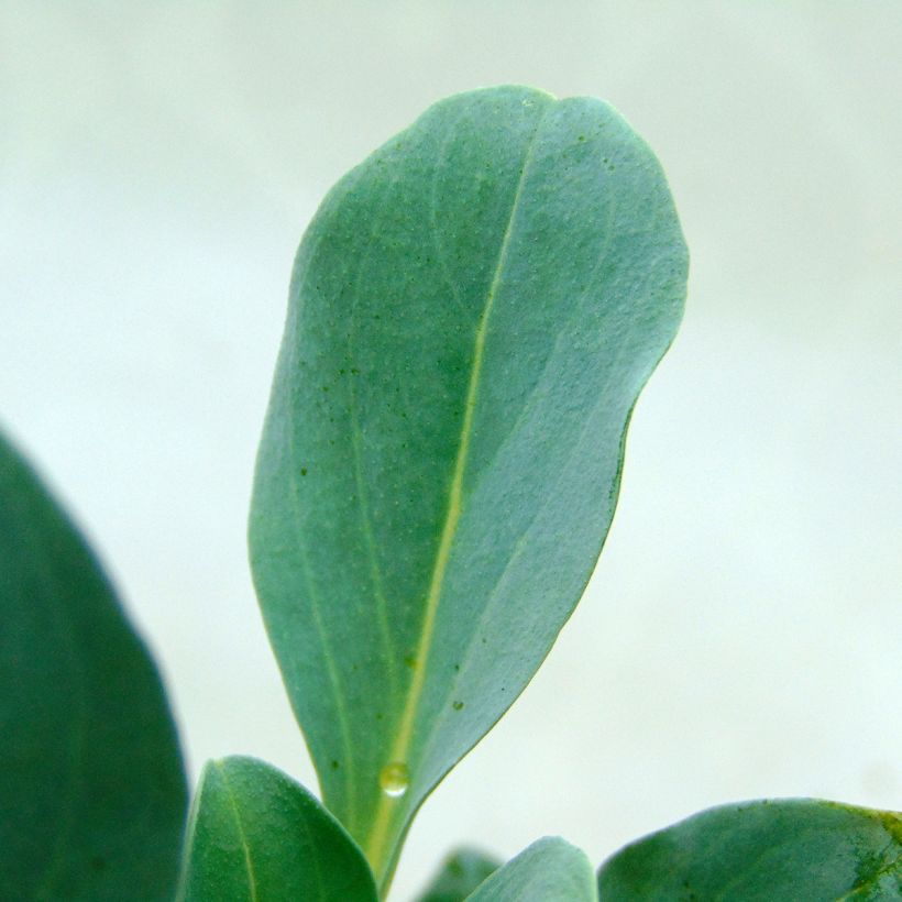 Mertensia maritima - Erba ostrica (Fogliame)