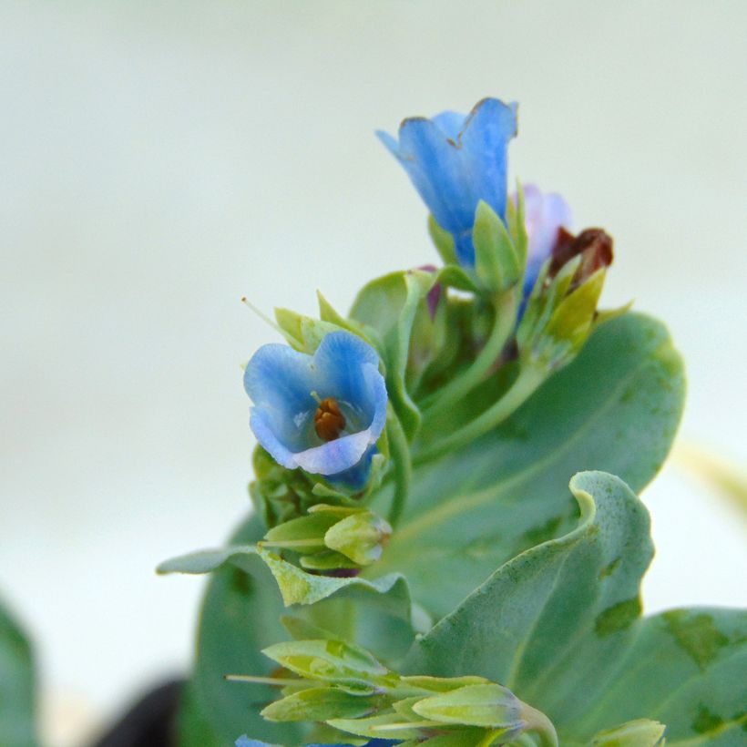 Mertensia maritima - Erba ostrica (Fioritura)