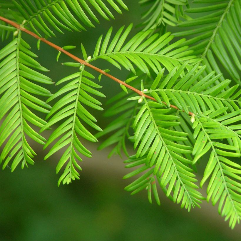 Metasequoia glyptostroboides - Abete d'acqua (Fogliame)