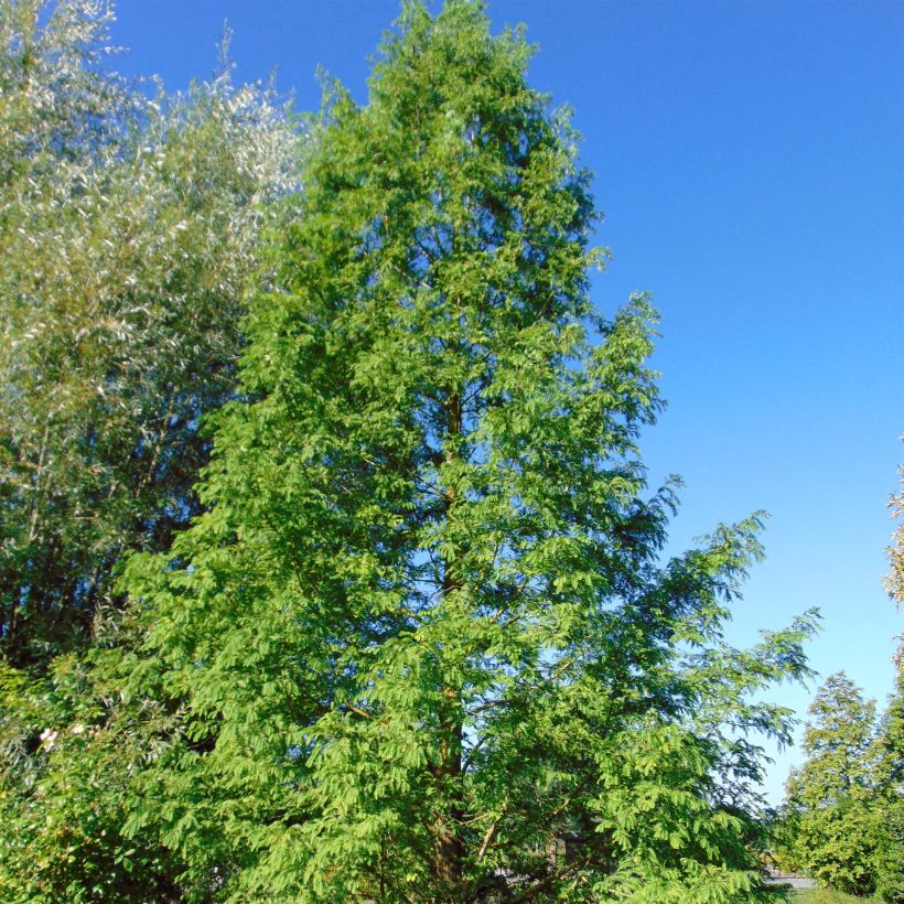 Metasequoia glyptostroboides - Abete d'acqua (Porto)