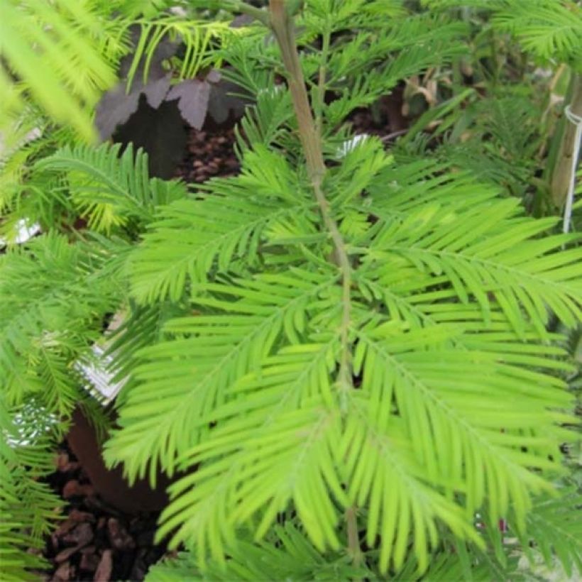 Metasequoia glyptostroboides Chubby (Fogliame)