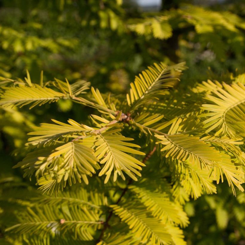 Metasequoia glyptostroboides Gold Rush (Fogliame)