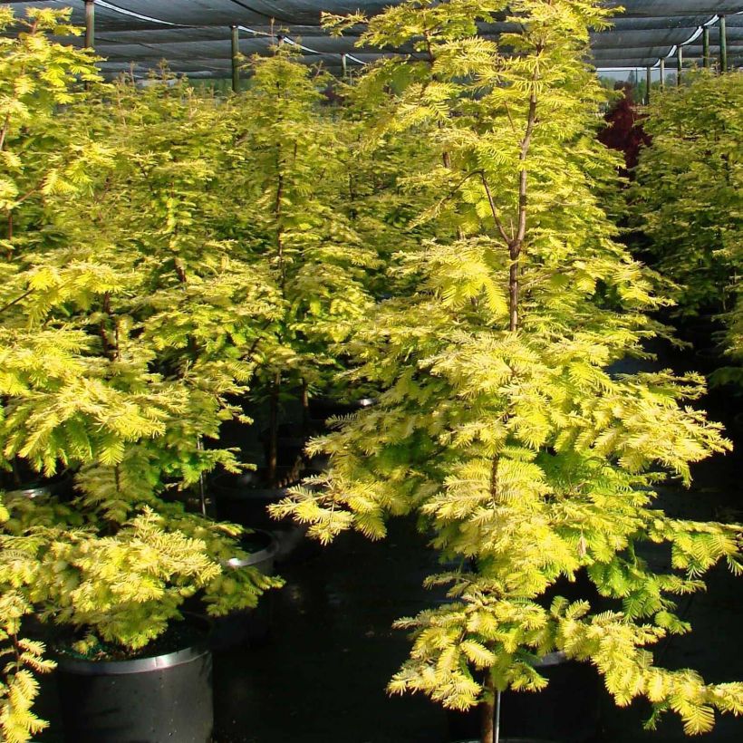 Metasequoia glyptostroboides Gold Rush (Porto)