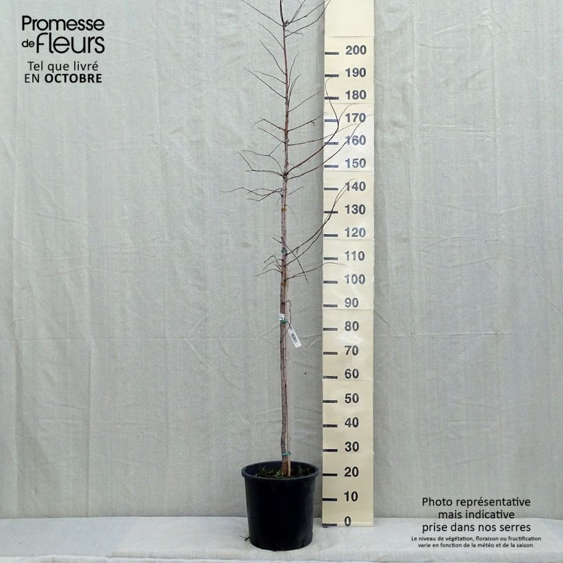 Esemplare di Metasequoia glyptostroboides Gold Rush Pot de 12L/15L come consegnato in autunno