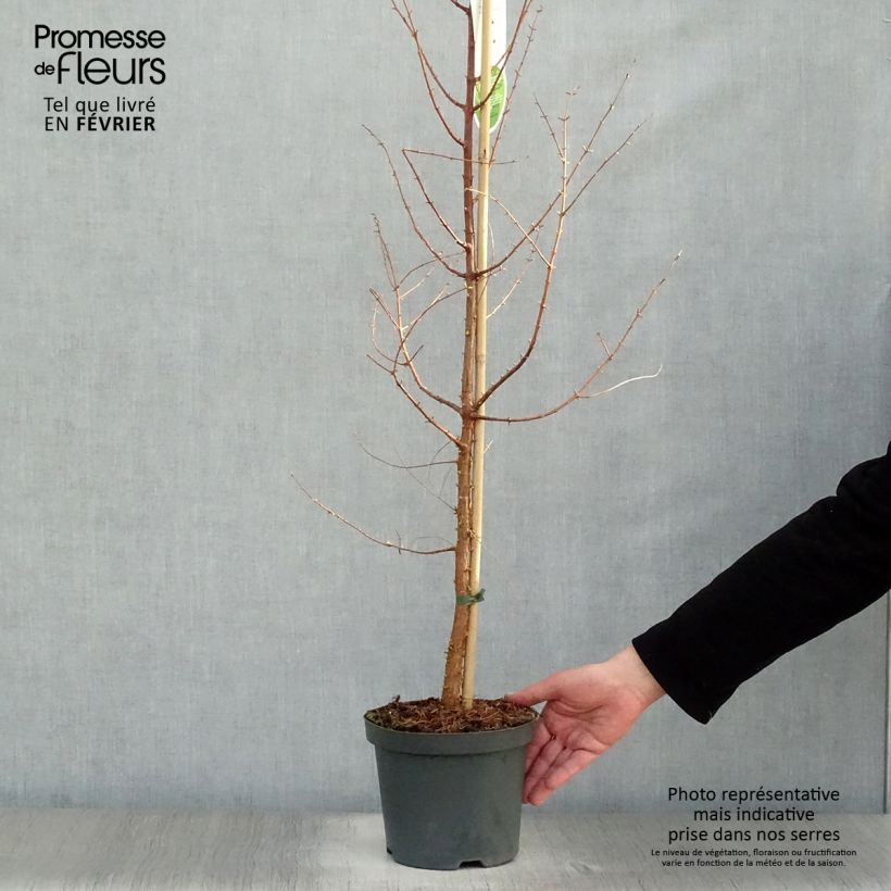 Metasequoia glyptostroboides en pot de 3L/4L esemplare consegnato in inverno